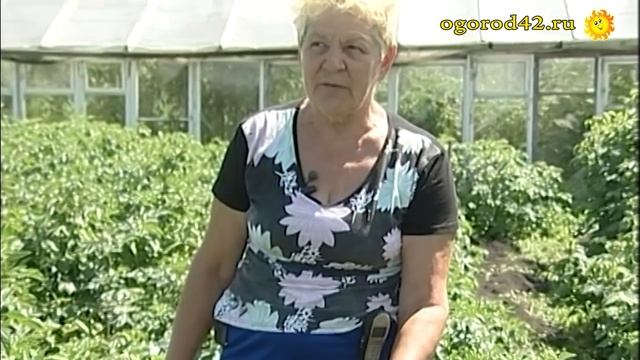 Три урожая картофеля за сезон смотреть онлайн