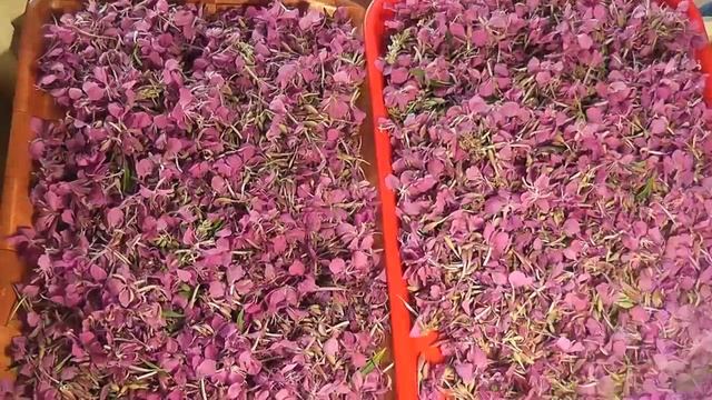 ИВАН - ЧАЙ своими руками от А до Я черный байховый чай смотреть онлайн