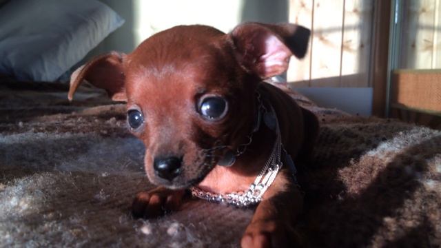Миниатюрная гладкошёрстная тойка, 1,5 месяца. щенок. смотреть онлайн