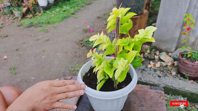 WOW ang Ganda!, may bago akong bougainvillea | Caring Tips and ID reveal смотреть онлайн