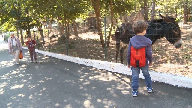 День защиты животных