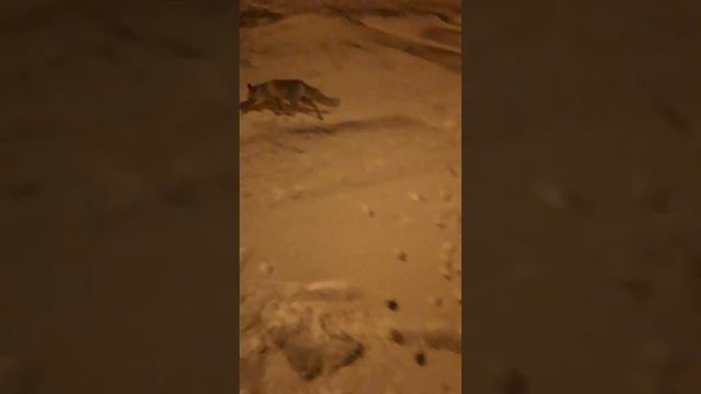 Карсак смотреть онлайн