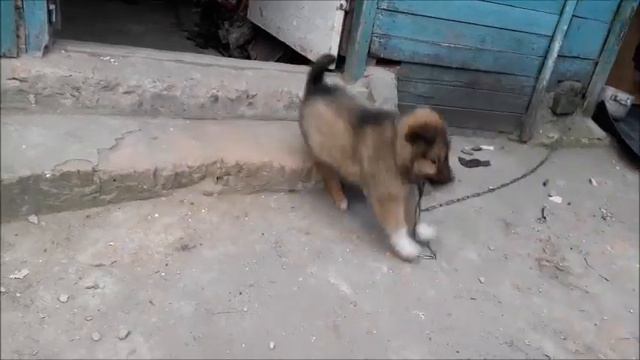 Собака по кличке Атдайка 1-я часть