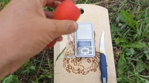 03.07.2022г. Абрикос Приция (Pricia).