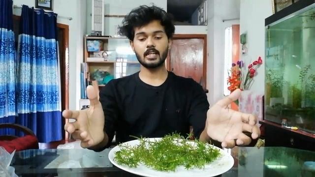 Elodea Densa || All About || ইলোডিয়া ডেনসা смотреть онлайн
