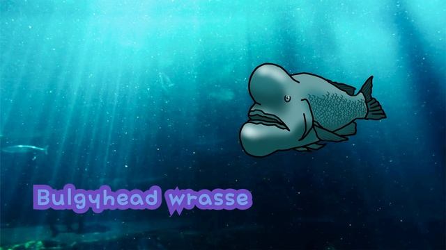 Unique Sea Animals | What Kind Of Rare Animal Live Inside The Ocean? | Kids Draw
