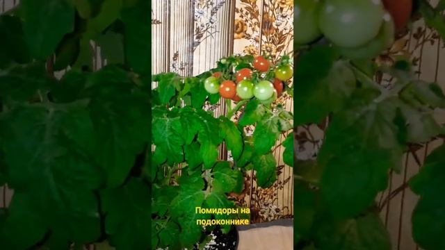 Помидоры на подоконнике. смотреть онлайн
