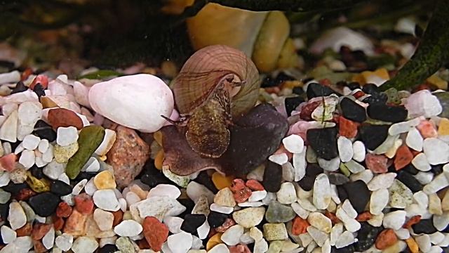 Мелания Melanoides Tuberculata,