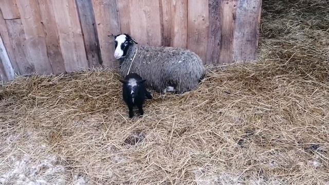 Болезни овец / Овца упала на ноги / Болезни суставов у овец. смотреть онлайн