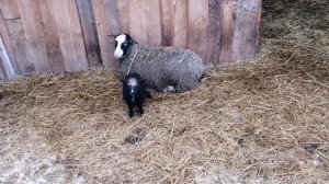 Болезни овец / Овца упала на ноги / Болезни суставов у овец.