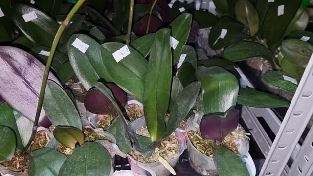 ОБЗОР РАСТЕНИЙ. МАРТ 2022 СУУУПЕР ПРИВОЗ смотреть онлайн