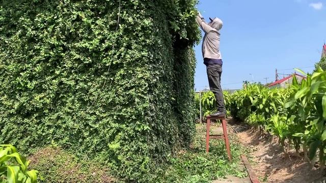 The luxuriant green fairy house was trimmed by me - Strangely pleased смотреть онлайн