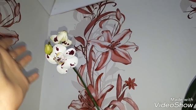 Орхидея Iren Dobkin, орхидеи за 50р ЗАЦВЕТАЮТ смотреть онлайн