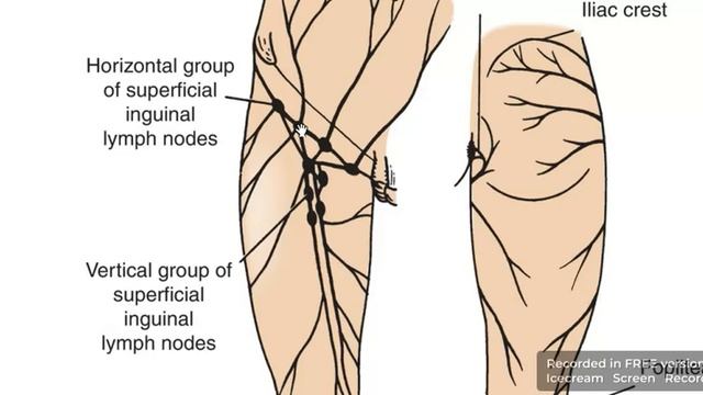 Superficial inguinal lymph nodes 1 смотреть онлайн