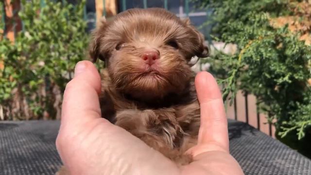 Милый ребёнок русская цветная болонка Медея с Волчьей земли, 1,5 месяца смотреть онлайн