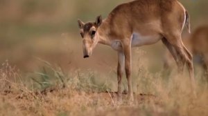 САЙГАК. Красная книга России