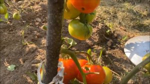 Томат "Джина" (не "Джина ТСТ", другой сорт) - обзор