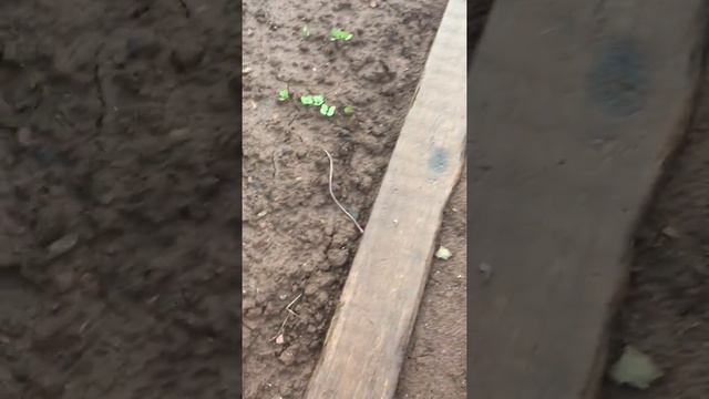 Дождевые черви смотреть онлайн