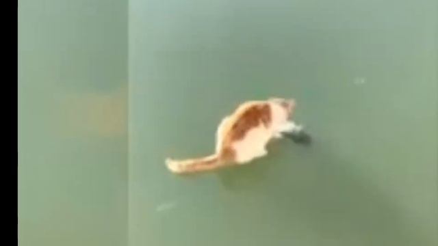 #new funny videos смотреть онлайн