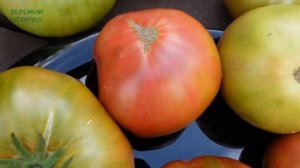 Томат БУРЫЙ МЕДВЕДЬ. Обзор сортов ТОМАТОВ!