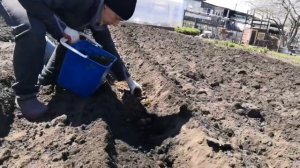 Мотолебедка. Посадка картофеля.