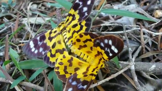 ПУТЕШЕСТВИЯ ПО МИРУ.ЗАНЗИБАР.ОСТРОВ МЕЧТЫ. смотреть онлайн