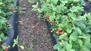 Клубника Аромас. Урожайность.