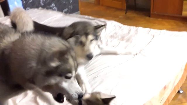 ЩЕНОК НАРВАЛСЯ НА ХАСКИ смотреть онлайн