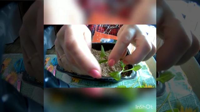 черенкуем петунью в вермикулит смотреть онлайн