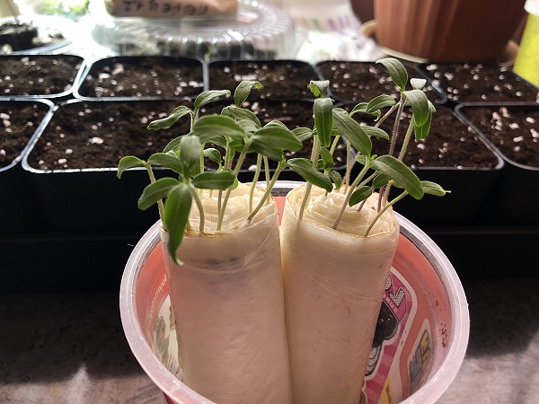 Всходы томатов от Малинника.