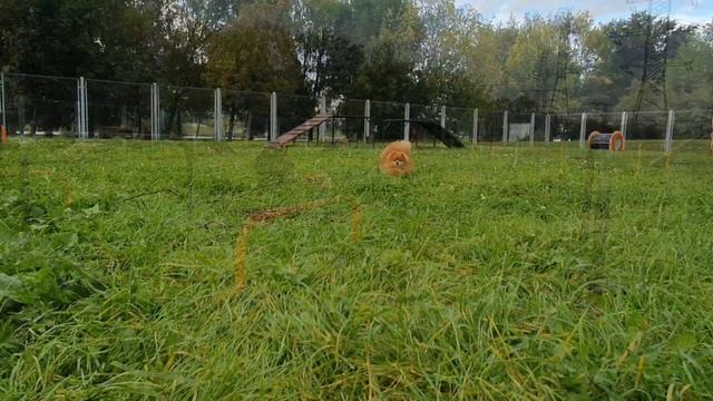 Как приучить собаку к команде «Гуляй» / ЛДЧ смотреть онлайн