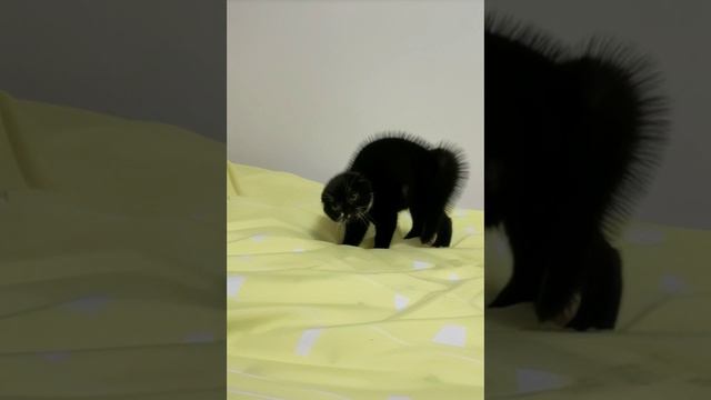 Сердитый котик смотреть онлайн