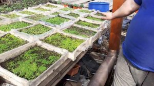 Зимняя теплица для выращивания рассады.