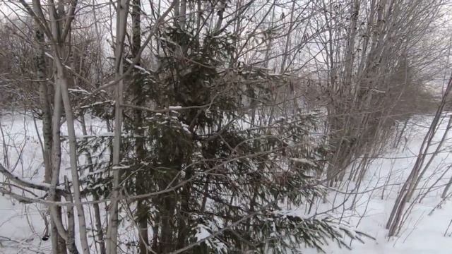 На такой шишке вы еще не зарабатывали!!! Рубрика новые виды заработка!!!! смотреть онлайн