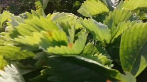 Клубника ранняя Вима занта на участке 2 год после посадки. Брестская область, Беларусь