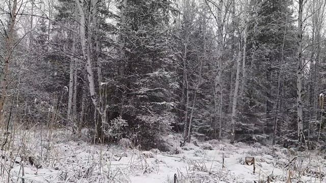 Ловля овсянки ремеза и чёрного дрозда смотреть онлайн