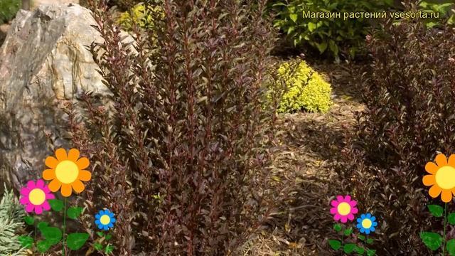 Пузыреплодник калинолистный Маленький дьявол. Краткий обзор physocarpus opulifolius Little Devil смотреть онлайн