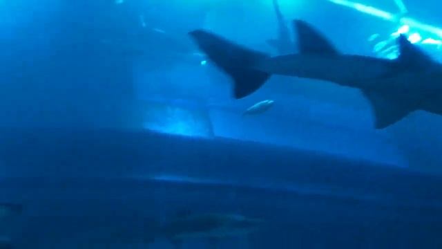 Aquarium relax Музыка для релакса смотреть онлайн