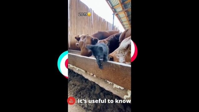 Котенок и коровы смотреть онлайн