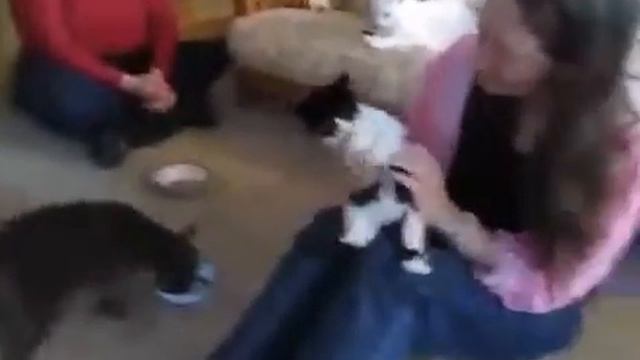 Едят ли кошки овощи смотреть онлайн