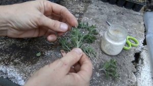 Как сохранить и размножить мультифлору