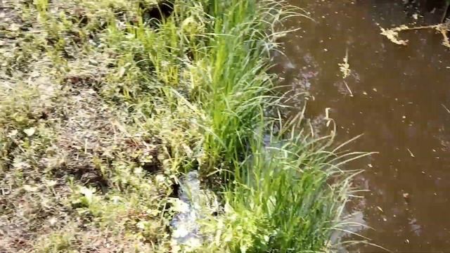 Что будет если УЖА взять в руки. смотреть онлайн