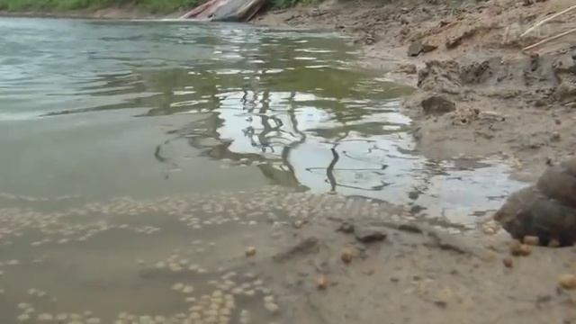 128 выпуск. Среда обитания - Еда из Поднебесной. Как при покупке отличить псевдо российскую рыбу? смотреть онлайн