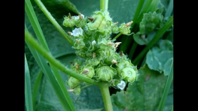 Мальва лесная. Морщины. Гнойные угри смотреть онлайн