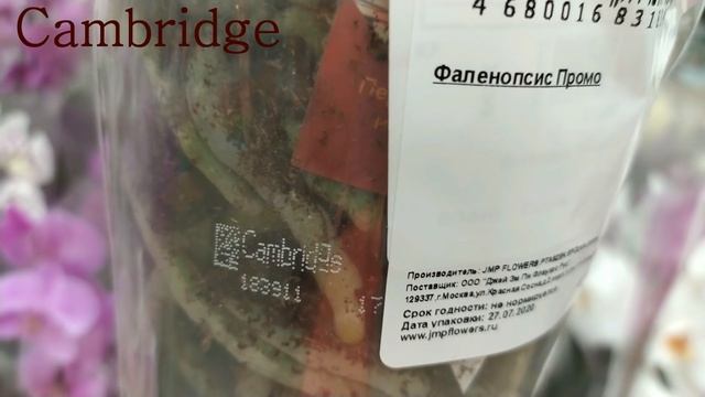 Обзор орхидей  6 августа 2020 АШАН Воронеж