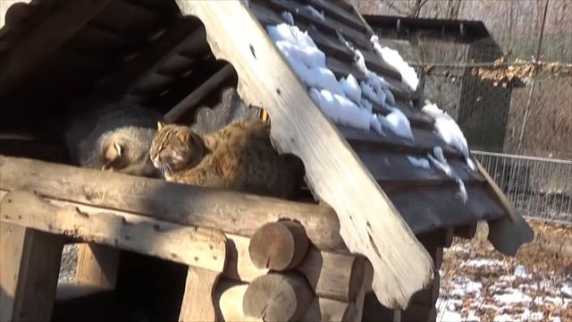 №2 Приморский САФАРИ ПАРК - Вторая экскурсия: парк ХИЩНЫХ ЗВЕРЕЙ, парк ПТИЦ. смотреть онлайн