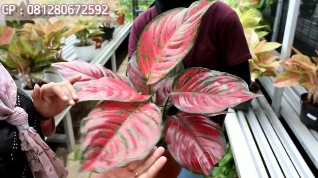 AGLAONEMA MURAH SERBA DISKON DAN FREE ONGKIR... ADA BABY-BABY AGLONEMA JUGA LOCH....