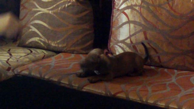 Такса со шнурком на диване играет. смотреть онлайн