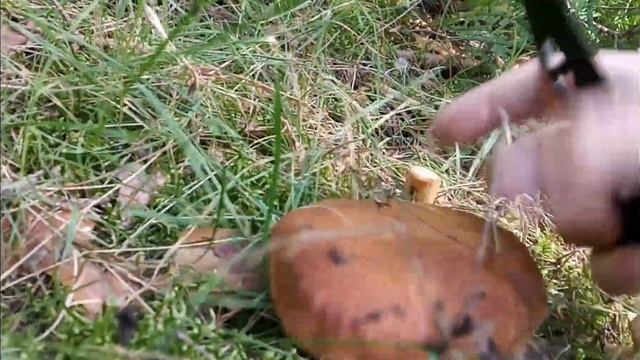 ТИХАЯ ОХОТА.ГРИБАЛКА.ПОСЕТИЛ ЗА ДЕНЬ ТРИ ЛЕСА.ТРОФЕИ В БЕРЁЗОВОЙ РОЩЕ.СОБРАЛ НА ЖАРЁХУ. смотреть онлайн