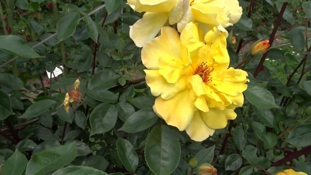 Rosa Var. Golden Showers
